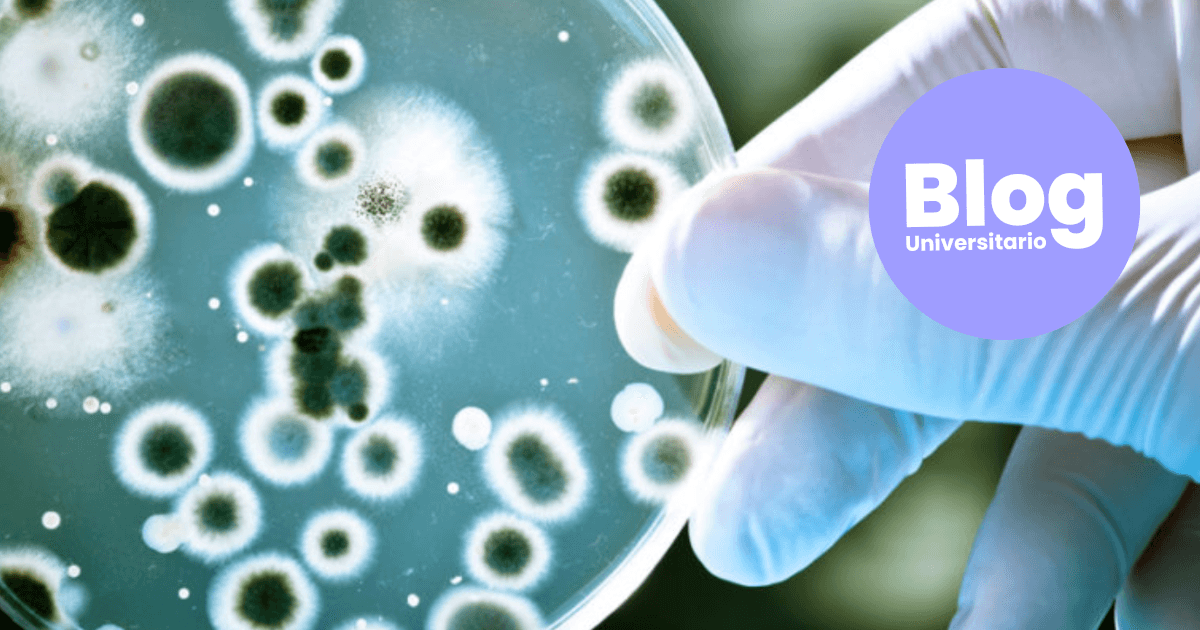 Imagen del artículo: Estudiá Microbiología: el estudio de lo invisible al ojo humano