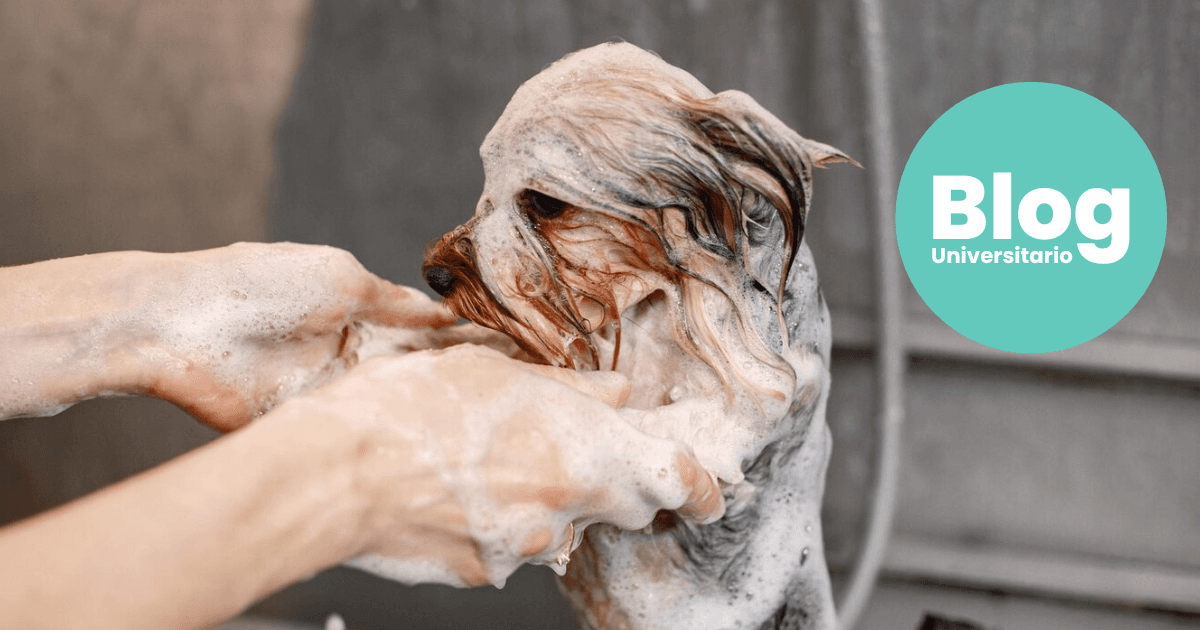 Imagen del artículo: ¡Reacreditación de la carrera de Medicina y Cirugía Veterinaria!