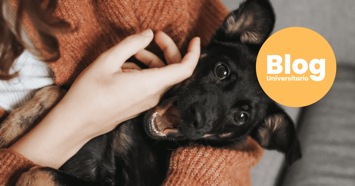 Imagen del artículo: ¿Cómo sería la vida si estudio Veterinaria?