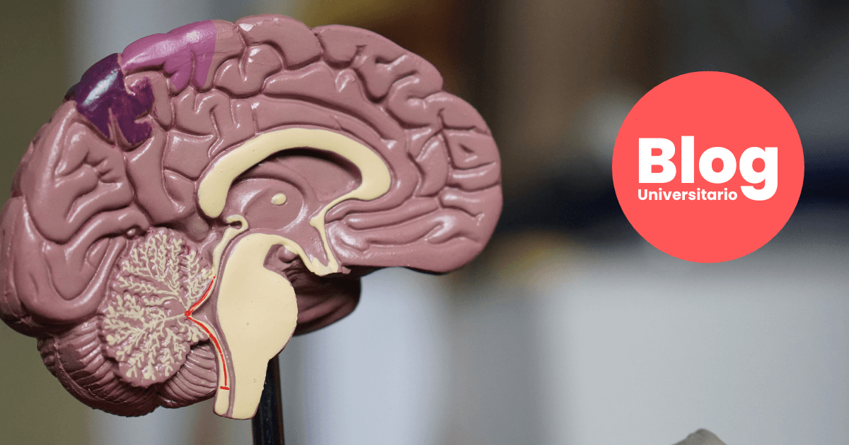 Imagen del artículo: El secreto para ser más inteligente y tener el cerebro sano