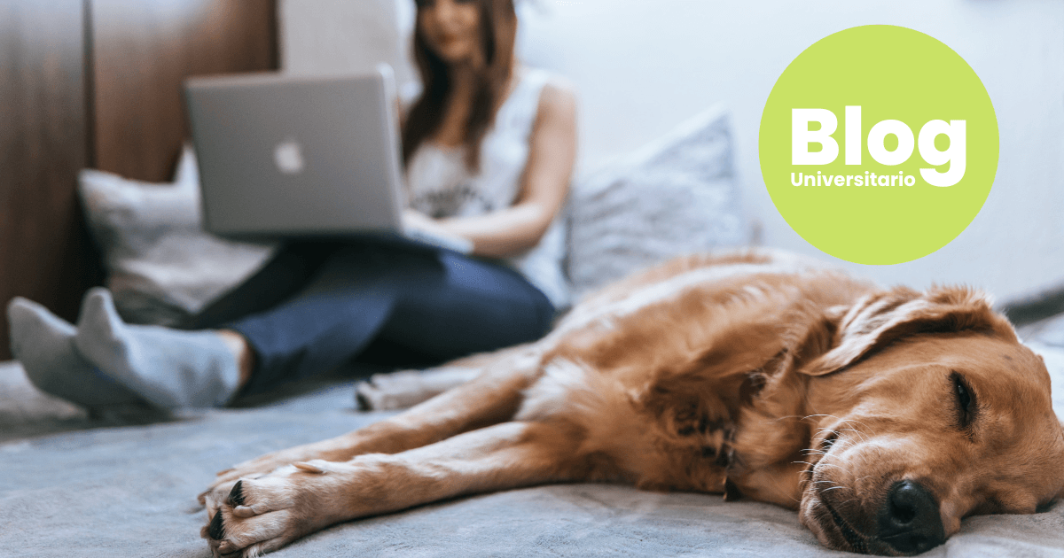 Imagen del artículo: ¿Cómo hacer un trabajo escrito para la Universidad?