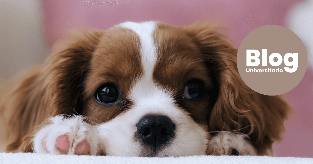 Imagen del artículo: ¡En Costa Rica está el único equipo en Centroamérica de Rayos X para Veterinarios!