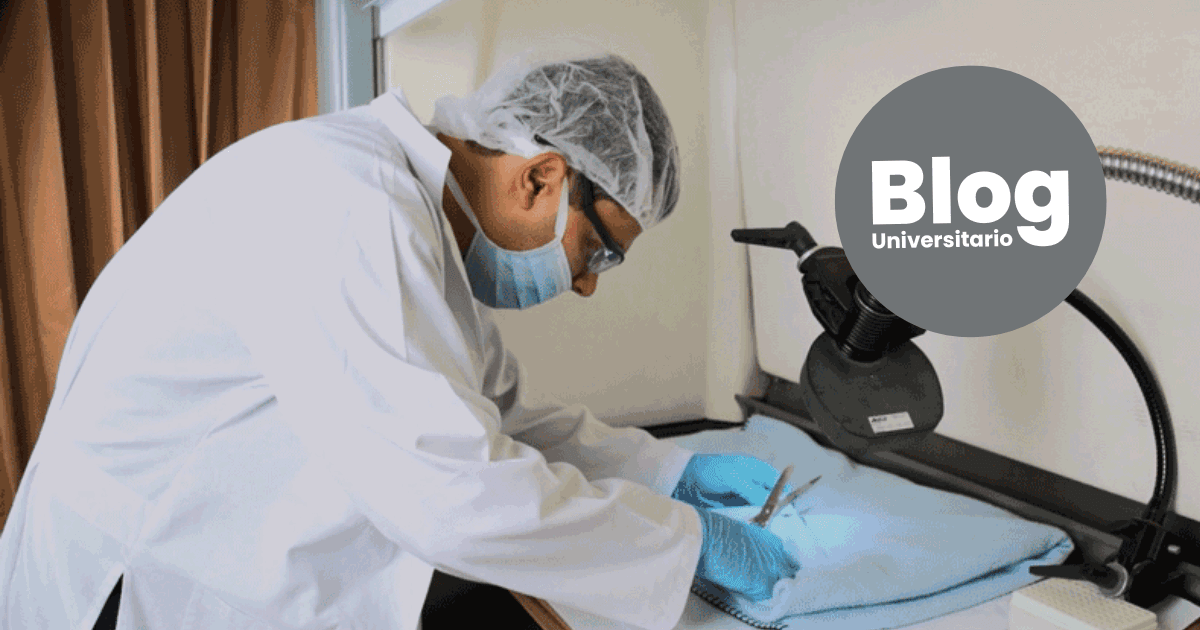 Imagen del artículo: ¿Por qué es importante estudiar una Maestría en Auditoría Financiera Forense?